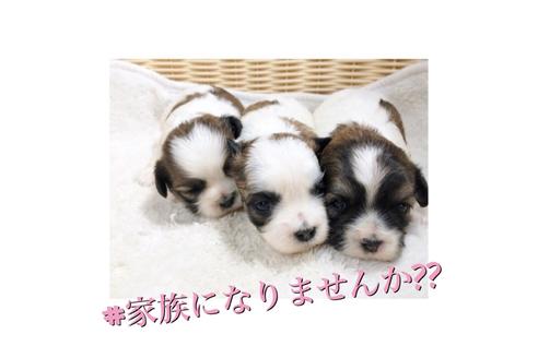 成約済の秋田県のミックス犬-85925の1枚目